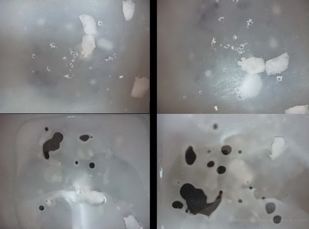 toro-manolo-prieto-bar-vicente-alberto-reina