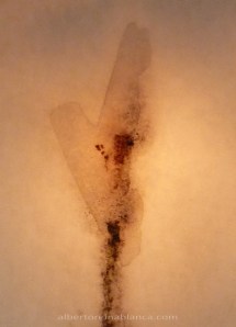 detalle-petalo-alberto-reina-blanca