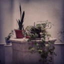Bodegón con macetas y pozo. Cádiz