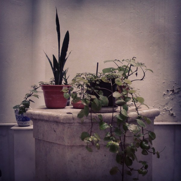 Bodegón con macetas y pozo. Cádiz