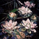 2015-02-01 Jardín con nenufares