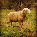 2015-02-16 Oveja. Monesterio (Badajoz)