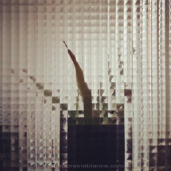 2015-04-28 Aloe vera pixelado