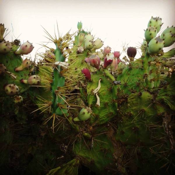 2015-09-26 Tuna. El Puerto de Santa María (Cádiz)