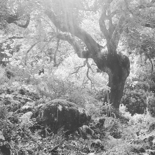 2015-10-04 Bosque. Sierra de Cádiz