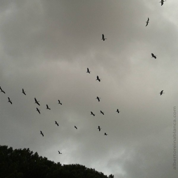 2016-01-01 ap4 cigueñas