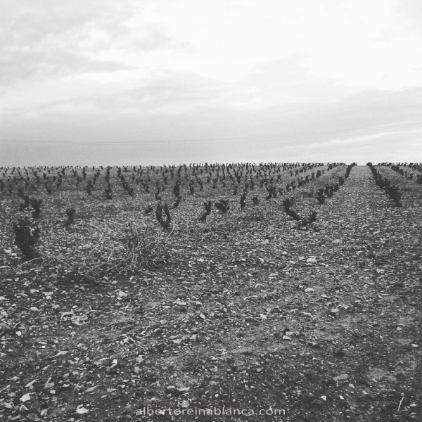 Viña. Tierra de Barros. Villafranca de los Barros (Badajoz) 2016-01-04