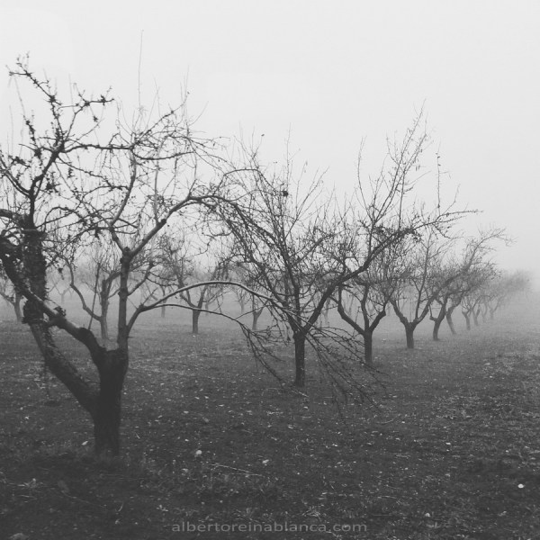 Almendros. Villafranca de los Barros (Badajoz) 2016-01-27