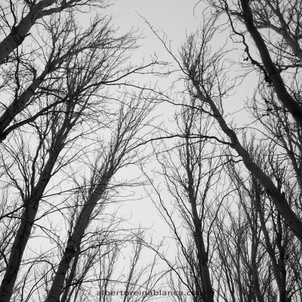 Chopera. Villafranca de los Barros (Badajoz) 2016-01-27.