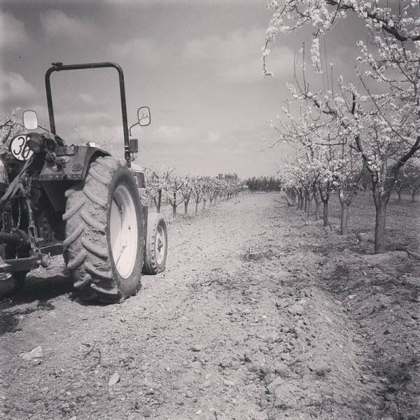Frutales en primavera temprana. villafranca de los barros (badajoz) 2016-03-16