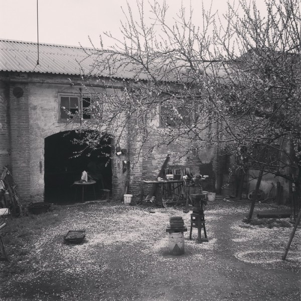 petalada primaveral. Villafranca de los barros (badajoz) 2016-03-29