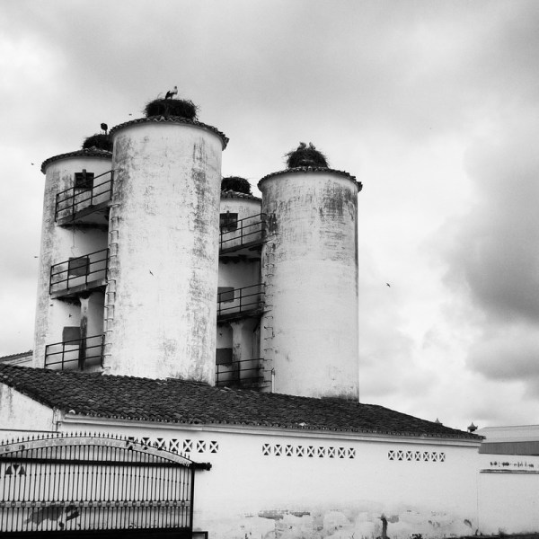 Cigüeñas. Finca La Orden. Guadajira (Badajoz) 2016-05-25