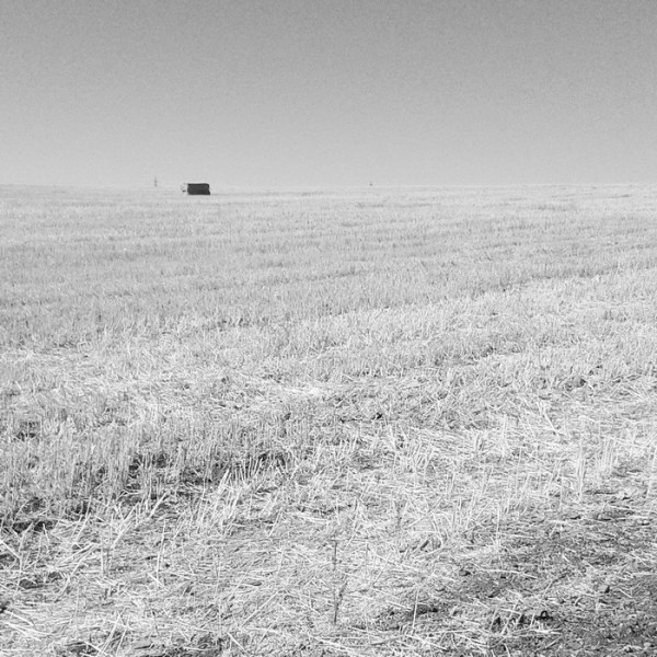 rastrojos. Villafranca de los Barros (badajoz) 2016-07-13