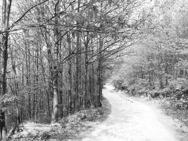 garganta de los infiernos, Valle del Jerte (Cáceres) 2017-04-13