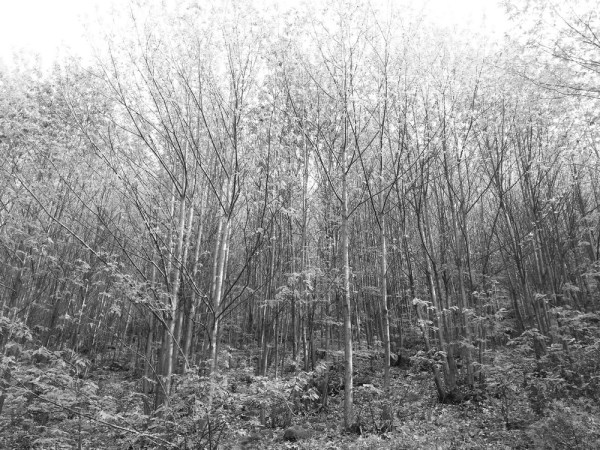 garganta de los infiernos (2), valle del jerte (cáceres) 2017-04-13