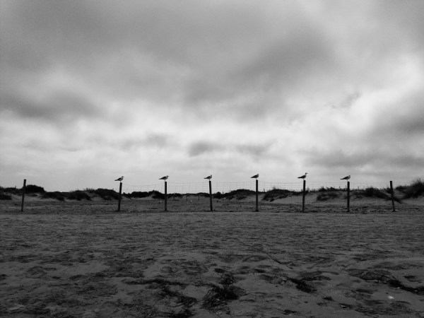 gaviotas, Los Toruños, El Puerto de Santa María (Cádiz) 2017-07-29