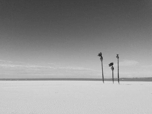 palmeras, sanlúcar (cádiz) 2018-01-28