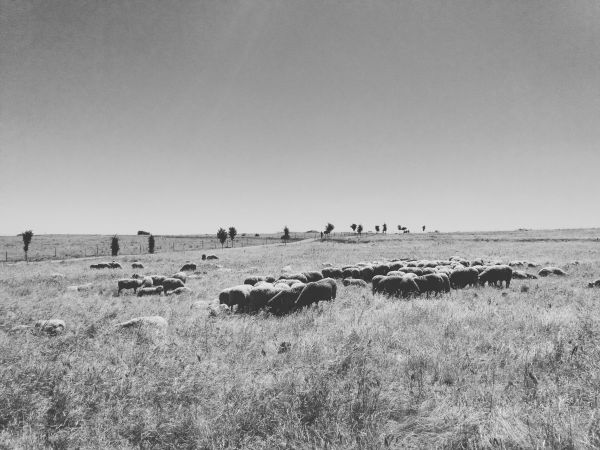 ovejas en regina. Casas de Reina (badajoz) 2019-05-05