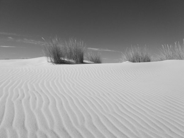 Doñana. Huelva 2019-06-15